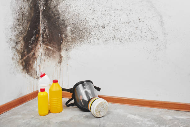 Certified Mold Removal in Mount Penn, PA