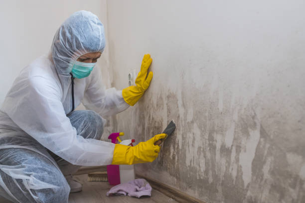 Attic Mold Removal in Mount Penn, PA