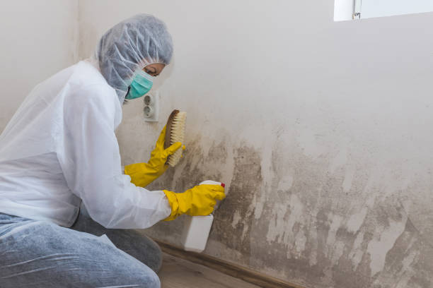 Best Certified Mold Removal  in Mount Penn, PA