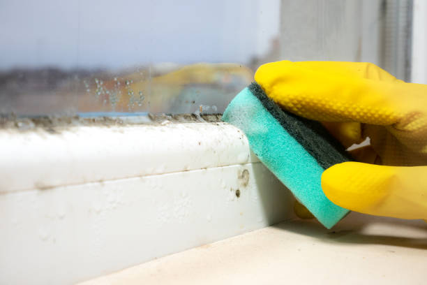 Best Attic Mold Removal  in Mount Penn, PA