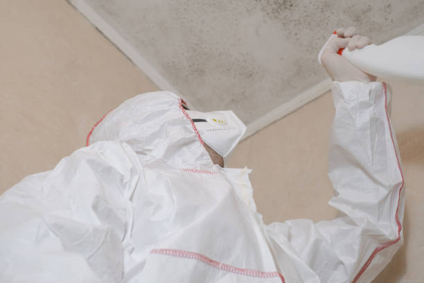 Best Mold Damage Repair  in Mount Penn, PA