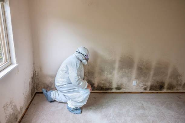 Home Mold Removal in Mount Penn, PA