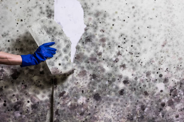 Best Mold Cleaning Services  in Mount Penn, PA